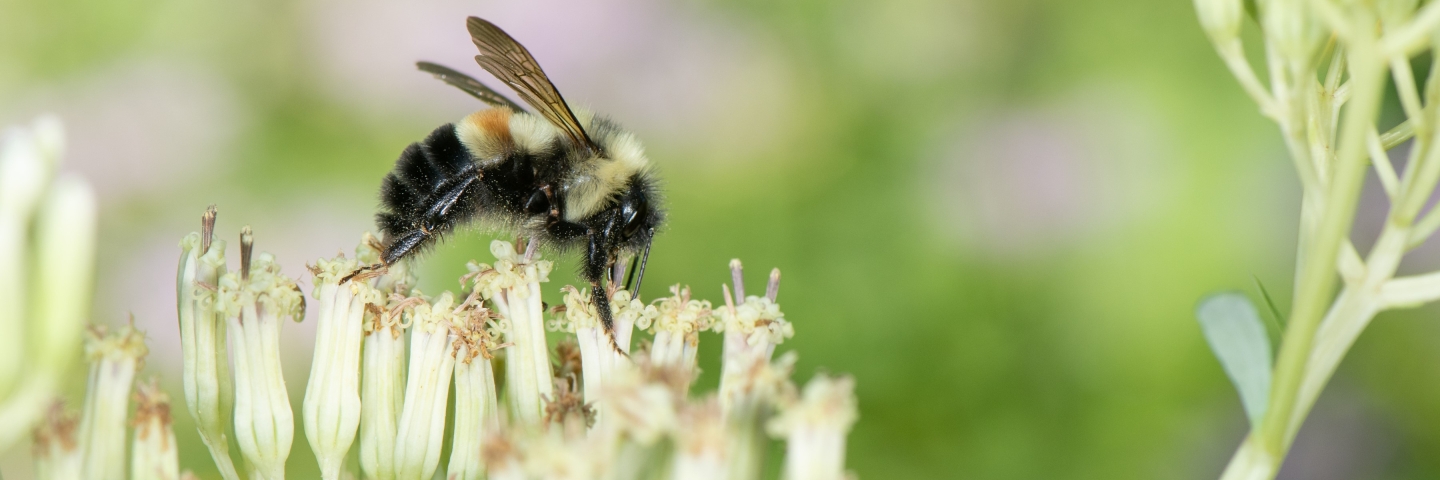 rusty patch bumble bee on flower