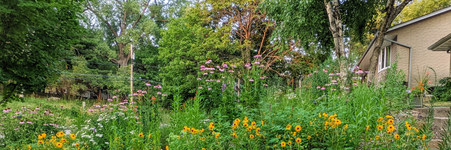 Pollinator-friendly garden with flowers in bloom