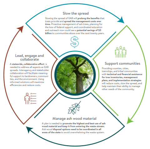 Emerald Ash Borer management